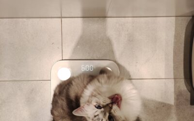Ile waży kot?