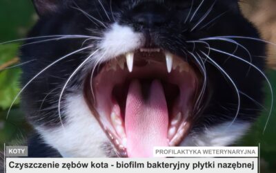 Czyszczenie zębów kota – biofilm bakteryjny płytki nazębnej