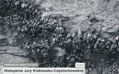 Nietoperze Jury Krakowsko-Częstochowskiej