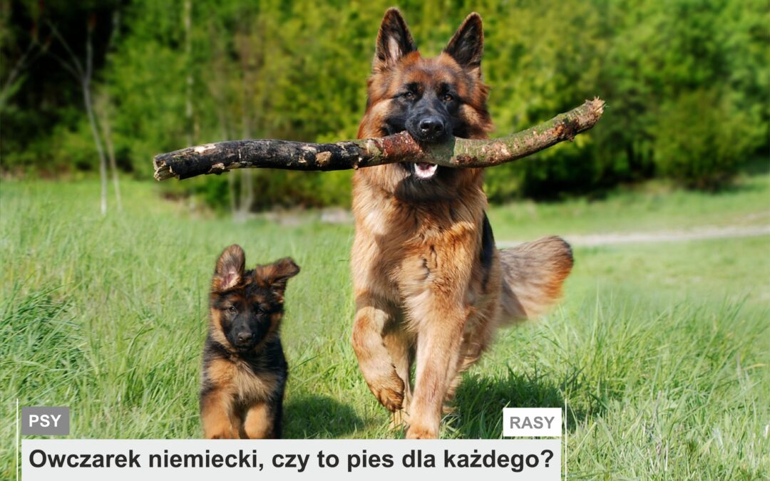 Owczarek niemiecki, czy to pies dla każdego?