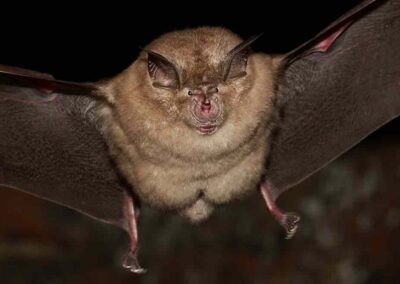 Nietoperz z gatunku podkowiec duży