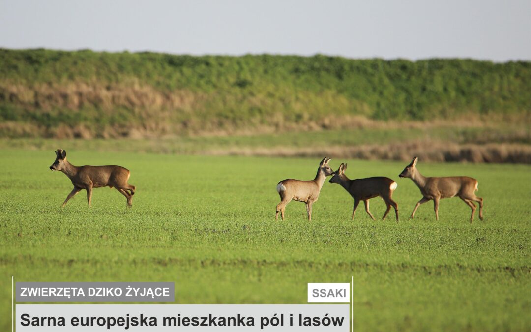 Sarna europejska mieszkanka pól i lasów