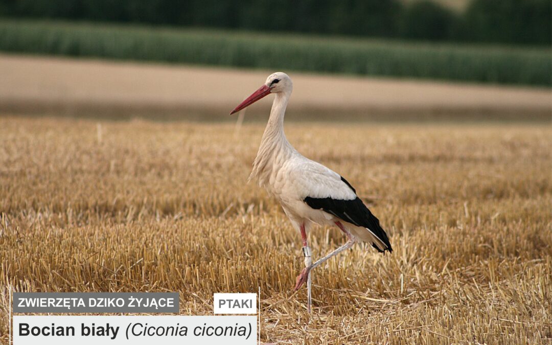 Bocian biały (Ciconia ciconia)