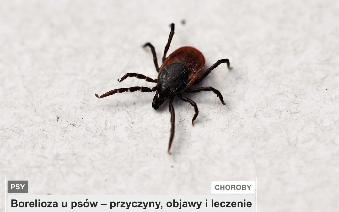 Borelioza u psów – przyczyny, objawy i leczenie