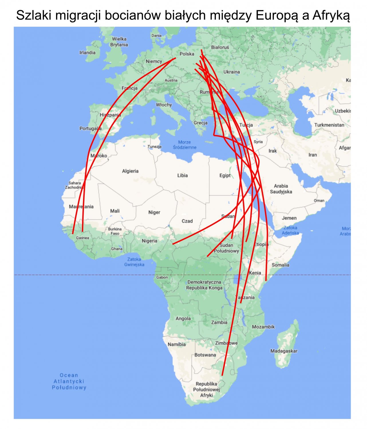 Mapa migracji - bocian biały, zdj. https://www.pap.pl/aktualnosci/news%2C826951%2Cbociany-z-afryki-od-kilku-dni-zdecydowanie-leca-w-strone-europy.html Mapa migracji - bocian biały