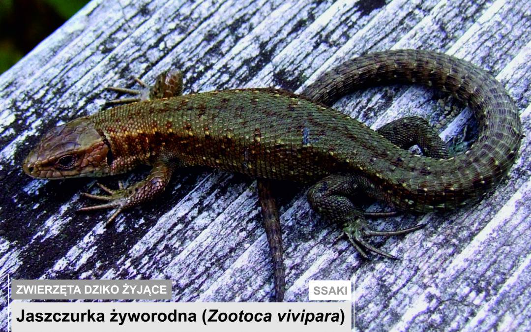 Jaszczurka żyworodna (Zootoca vivipara)