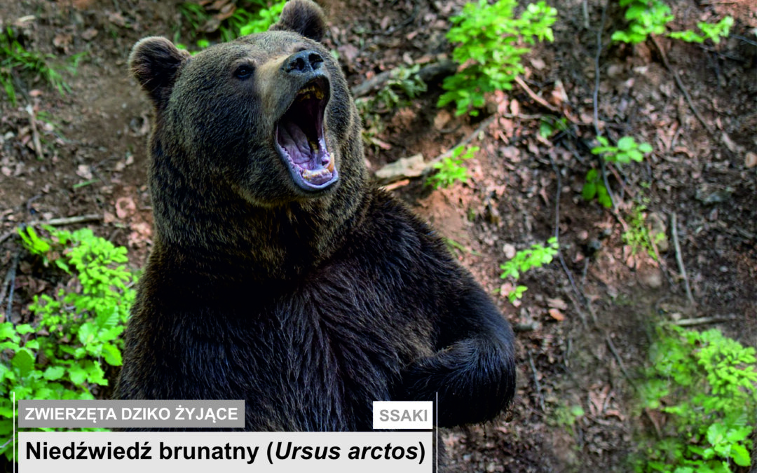 Niedźwiedź brunatny (Ursus arctos)