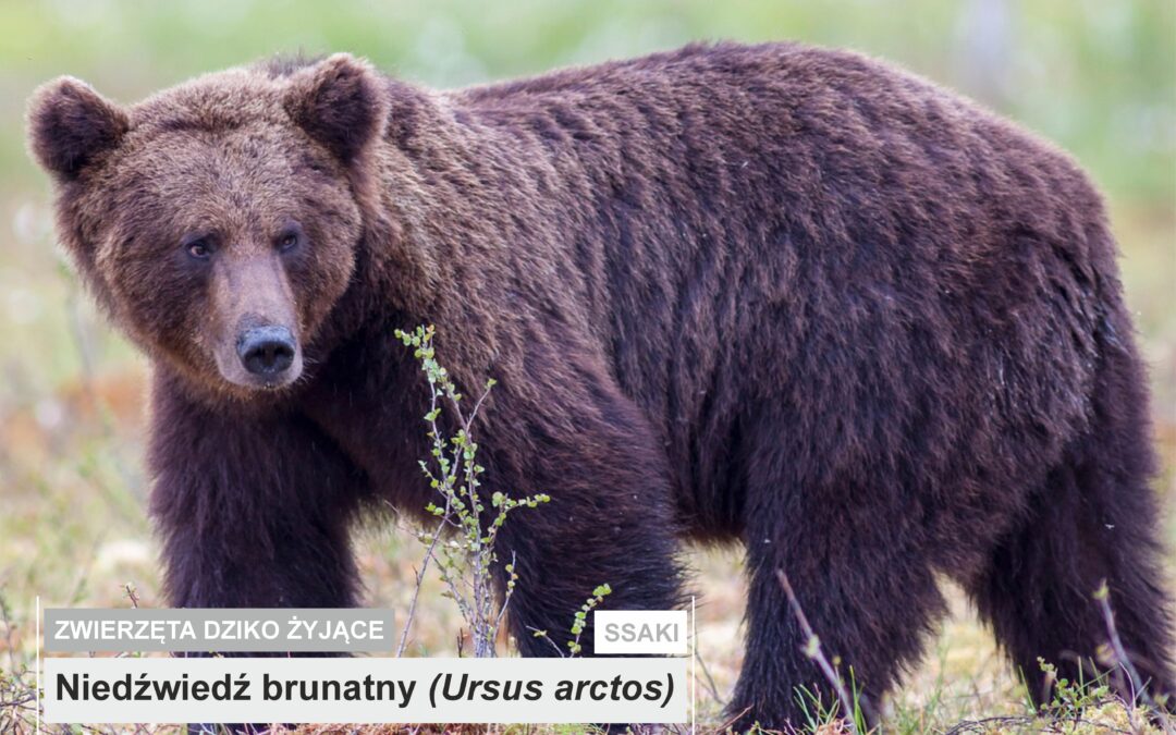 Niedźwiedź brunatny (Ursus arctos)